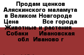 Продам щенков Аляскинского маламута в Великом Новгороде › Цена ­ 5 000 - Все города Животные и растения » Собаки   . Ивановская обл.,Иваново г.